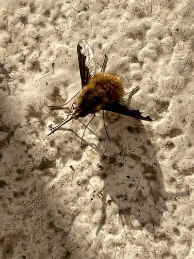Le Boustik du grand nord